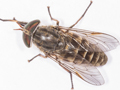 Tabanus maculicornis
